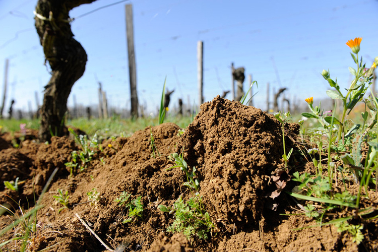 Clos Puy Arnaud